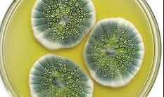 mould toxins - mycotoxins