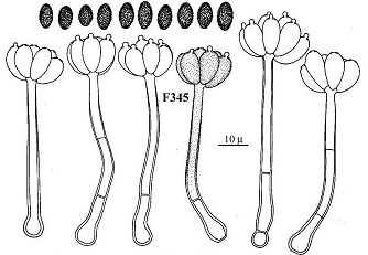 stachybotrys chartarum life circle