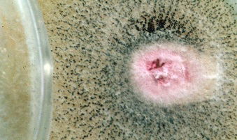 fusarium toxic black mould