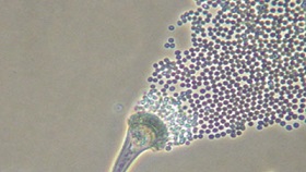 mould spores