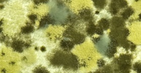 microbial volatile organic compounds